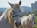 Lipizzaner-Pferde
