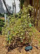 Mexikanischer Oregano