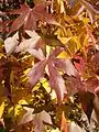 Laubfärbung im Herbst, Kulturform