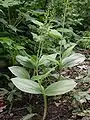 Listera ovata,das Große „Dreiblatt“,eine Abweichung vom Üblichen.