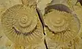 Ammonit Lithacoceras