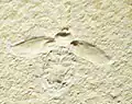 Schabe Lithoblatta lithophila