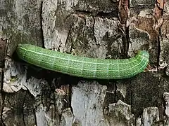 Raupe