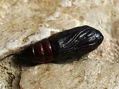 Puppe ventral
