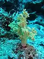 Litophyton arboreum