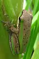 Litoria fallax