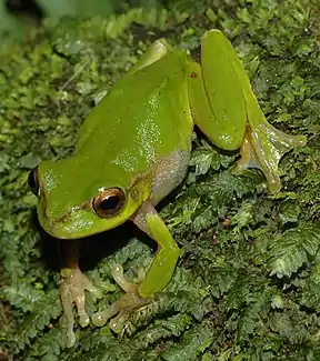 Cascade Treefrog (Litoria pearsoniana)