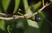 Litsea glutinosa (ähnliches Bild)
