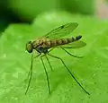 Chrysopilus asiliformis