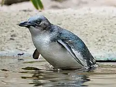 Zwergpinguin