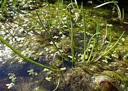 An der Neyetalsperre zu finden – die Rarität Strandling  benötigt nährstoffarme Ufer