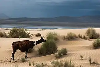 Lama und Sanddünen