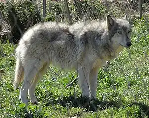 Amerikanischer Wolfhund
