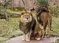 Löwen