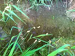 Kaulquappen im Lohbach