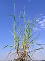 Weidelgras (Lolium rigidum)