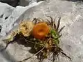 Lebermoos-OrangenabelingLoreleia marchantiae