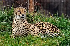 Gepard