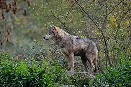 Eurasischer Wolf (Canis lupus lupus)