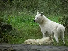 Polarwolf (Canis lupus arctos)