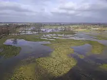Luftbild von überschwemmten Grasflächen (Niedermoore) bis zum Horizont mit vereinzelten Baumreihen und Wasserkanälen
