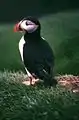 Papageitaucher (Fratercula arctica) auf Mykines