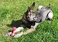 Lupo Italiano Italienischer Wolfhund