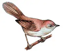 Nachtigall