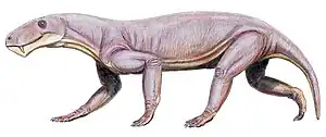 Lycaenops