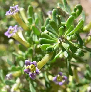 Lycium andersonii