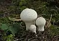 Flaschen-StäublingLycoperdon perlatum