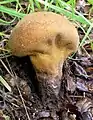 Weicher StäublingLycoperdon molle