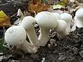 bauchpilzartigFlaschen-StäublingLycoperdon perlatum