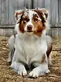 Red Merle White/Copper