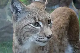 Eurasischer Luchs