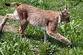 Eurasischer Luchs (Lynx lynx)
