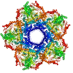 Lysindecarboxylase
