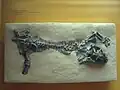 Versteinerung eines Lystrosaurus oviceps im Naturhistorischen Museum in Washington, D.C., USA