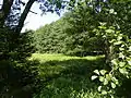 Quellgebiet im Tännesberger Wald