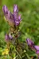 Deutscher Fransenenzian (Gentianella germanica)
