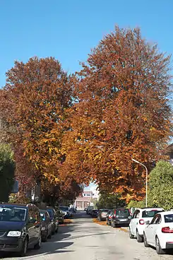 Barystraße