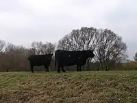 Maasdeich mit Galloway-Rindern