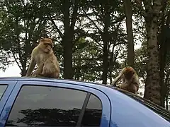Berberaffen auf PKW