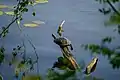 Eine Schildkröte genießt die letzten Sonnenstrahlen