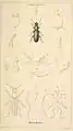 Macrarthrius goudotii (Figuren 1–6)