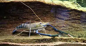 Rosenberggarnele in einem Aquarium(Foto Citron)