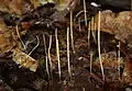 BinsenkeuleMacrotyphula filiformis