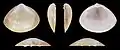 Mactra stultorum var. atlanticaRechte Klappe