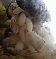 Junge Schaben schlüpfen