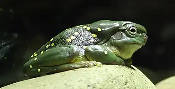Prachtlaubfrosch